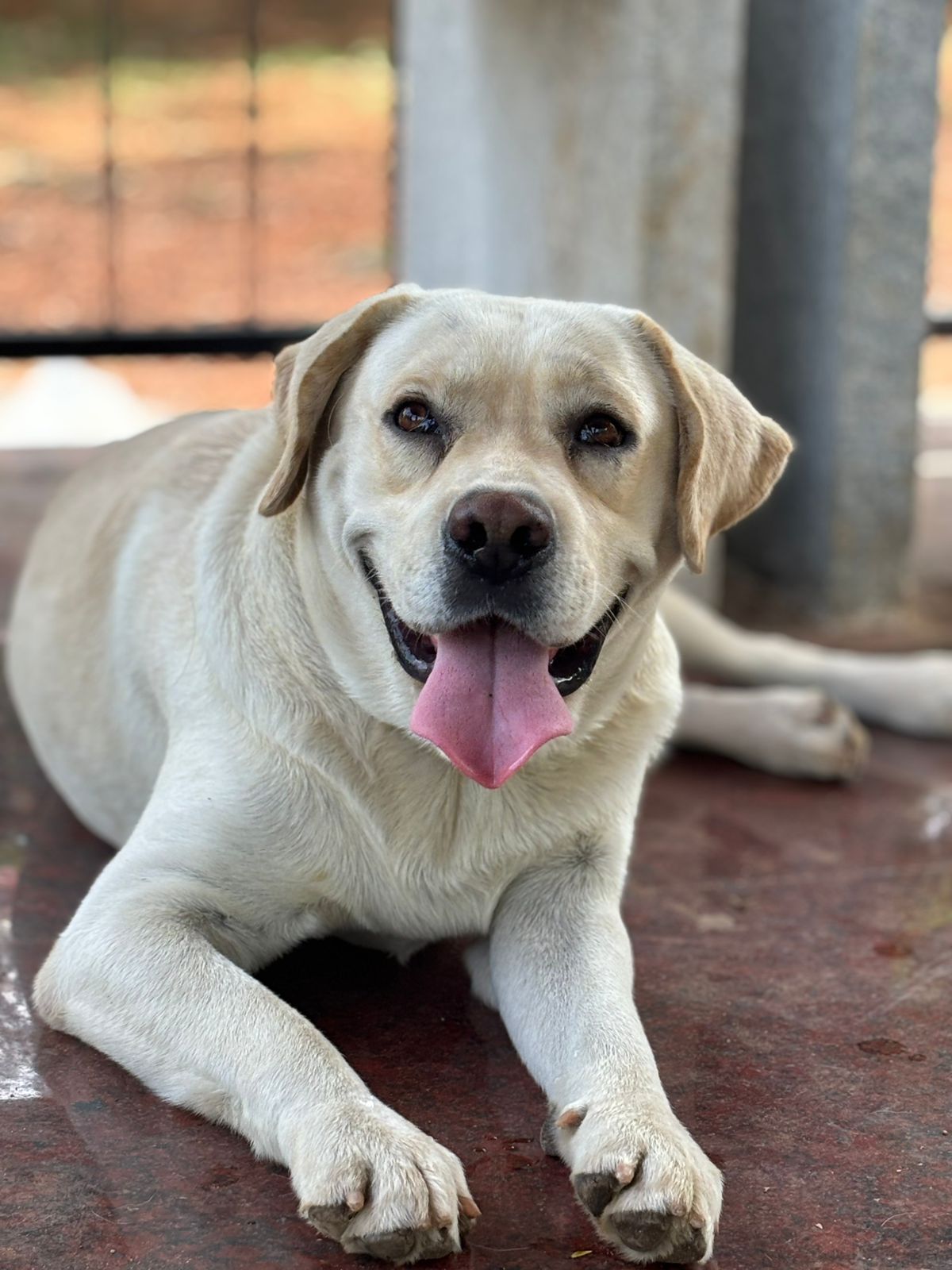 Dog in garden